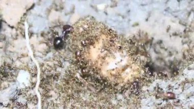 Böcek taşıyan karıncalar.