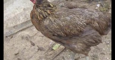 Bahçedeki ördek ve tavuk