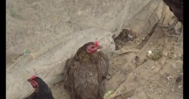 Bahçedeki ördek ve tavuk