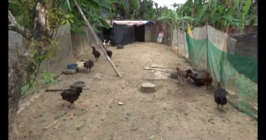 Bahçedeki ördek ve tavuk