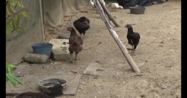 Bahçedeki ördek ve tavuk