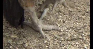 Bahçedeki ördek ve tavuk