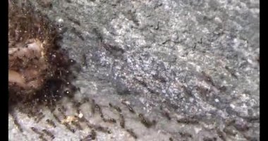 Böcek taşıyan karıncalar. Bir böcek larvası öldü. Bir grup karınca geldi ve böceği yiyecek için yuvalarına taşıdılar.