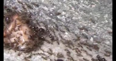 Böcek taşıyan karıncalar. Bir böcek larvası öldü. Bir grup karınca geldi ve böceği yiyecek için yuvalarına taşıdılar.