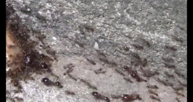 Böcek taşıyan karıncalar. Bir böcek larvası öldü. Bir grup karınca geldi ve böceği yiyecek için yuvalarına taşıdılar.
