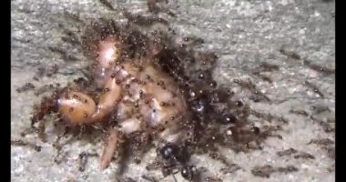 Böcek taşıyan karıncalar. Bir böcek larvası öldü. Bir grup karınca geldi ve böceği yiyecek için yuvalarına taşıdılar.