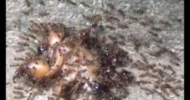 Böcek taşıyan karıncalar. Bir böcek larvası öldü. Bir grup karınca geldi ve böceği yiyecek için yuvalarına taşıdılar.