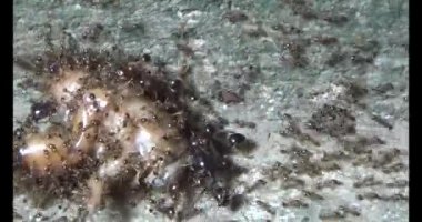 Böcek taşıyan karıncalar. Bir böcek larvası öldü. Bir grup karınca geldi ve böceği yiyecek için yuvalarına taşıdılar.