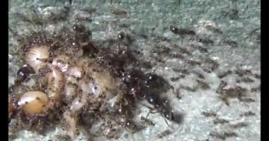 Böcek taşıyan karıncalar. Bir böcek larvası öldü. Bir grup karınca geldi ve böceği yiyecek için yuvalarına taşıdılar.