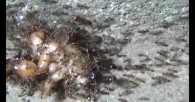 Böcek taşıyan karıncalar. Bir böcek larvası öldü. Bir grup karınca geldi ve böceği yiyecek için yuvalarına taşıdılar.
