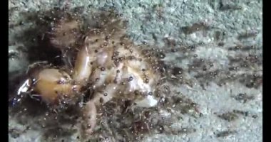 Böcek taşıyan karıncalar. Bir böcek larvası öldü. Bir grup karınca geldi ve böceği yiyecek için yuvalarına taşıdılar.