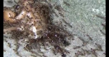 Böcek taşıyan karıncalar. Bir böcek larvası öldü. Bir grup karınca geldi ve böceği yiyecek için yuvalarına taşıdılar.