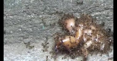 Böcek taşıyan karıncalar. Bir böcek larvası öldü. Bir grup karınca geldi ve böceği yiyecek için yuvalarına taşıdılar.
