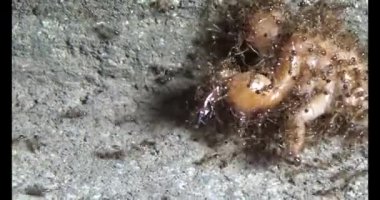 Böcek taşıyan karıncalar. Bir böcek larvası öldü. Bir grup karınca geldi ve böceği yiyecek için yuvalarına taşıdılar.