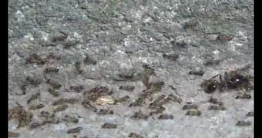 Böcek taşıyan karıncalar. Bir böcek larvası öldü. Bir grup karınca geldi ve böceği yiyecek için yuvalarına taşıdılar.