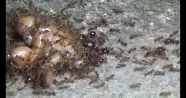 Böcek taşıyan karıncalar. Bir böcek larvası öldü. Bir grup karınca geldi ve böceği yiyecek için yuvalarına taşıdılar.