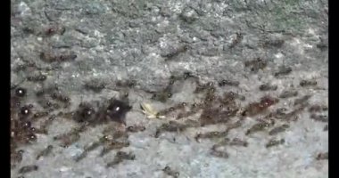 Böcek taşıyan karıncalar. Bir böcek larvası öldü. Bir grup karınca geldi ve böceği yiyecek için yuvalarına taşıdılar.