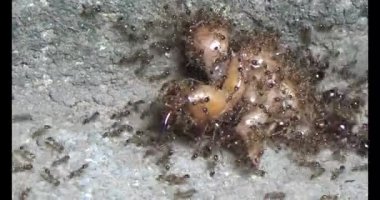 Böcek taşıyan karıncalar. Bir böcek larvası öldü. Bir grup karınca geldi ve böceği yiyecek için yuvalarına taşıdılar.