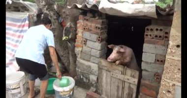 24 Kasım 2024, Haiduong, Vietnam. Domuzları besleyen kadın.