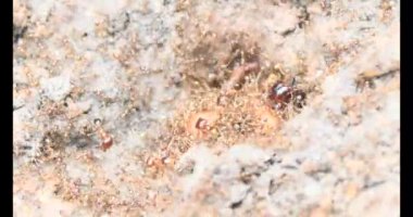 Böcek taşıyan karıncalar. Bir böcek larvası öldü. Bir grup karınca geldi ve böceği yiyecek için yuvalarına taşıdılar..