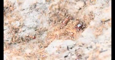 Böcek taşıyan karıncalar. Bir böcek larvası öldü. Bir grup karınca geldi ve böceği yiyecek için yuvalarına taşıdılar..