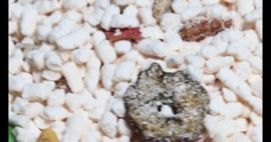 Tabaktaki mısır gevreği