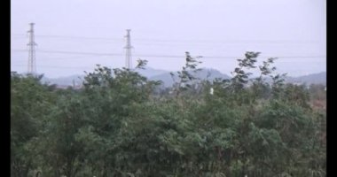 Doğada leylek sürüsü