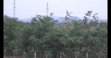 Doğada leylek sürüsü