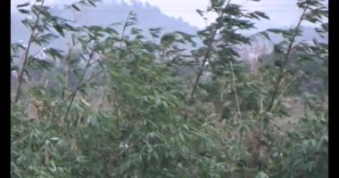 Doğada leylek sürüsü