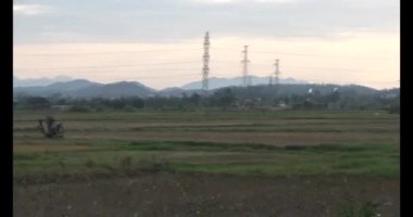 Doğada leylek sürüsü