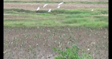 Doğada leylek sürüsü