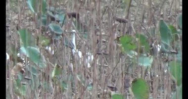 Doğada leylek sürüsü