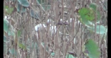 Doğada leylek sürüsü