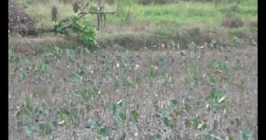 Doğada leylek sürüsü