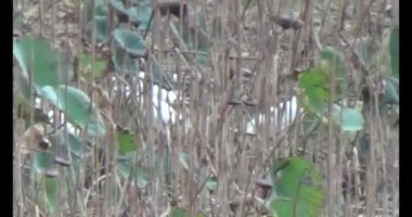 Doğada leylek sürüsü