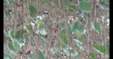 Doğada leylek sürüsü