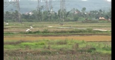 Doğada leylek sürüsü