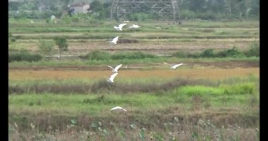 Doğada leylek sürüsü