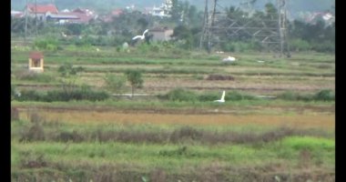 Doğada leylek sürüsü