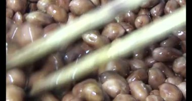 Tuzlu kavrulmuş fıstık.