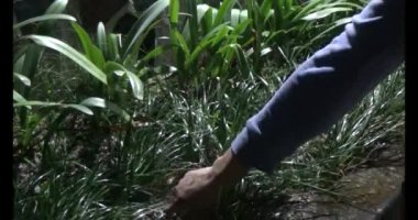 Adam bahçeye ağaç dikiyor.