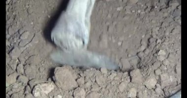 Adam bahçeye ağaç dikiyor.