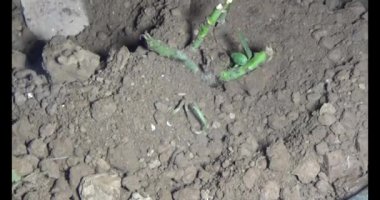 Adam bahçeye ağaç dikiyor.