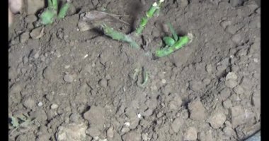 Adam bahçeye ağaç dikiyor.