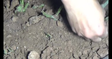 Adam bahçeye ağaç dikiyor.