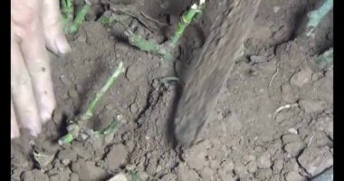 Adam bahçeye ağaç dikiyor.