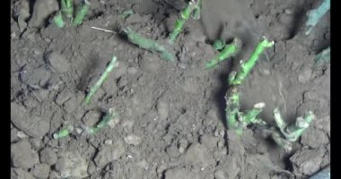 Adam bahçeye ağaç dikiyor.