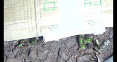 Adam bahçeye ağaç dikiyor.