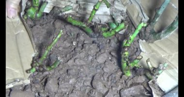 Adam bahçeye ağaç dikiyor.