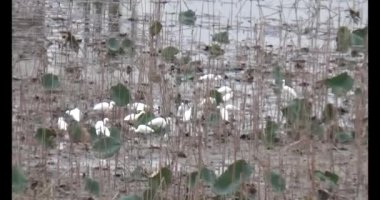 Gölette leylek sürüsü